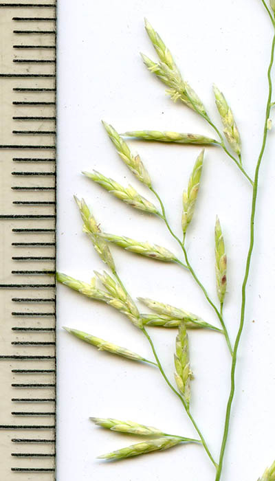  Eragrostis lehmanniana